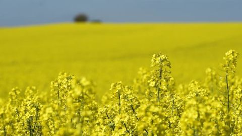 Le colza est valorisé à la fois en en tourteaux (riches en protéines) et en huile, majoritairement destinée à la transformation en biocarburant. © P. Montigny Le colza est valorisé à la fois en en tourteaux (riches en protéines) et en huile, majoritairement destinée à la transformation en biocarburant. © P. Montigny